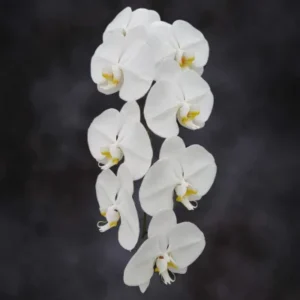 White Phalaenopsis Xtra Xtra Long Stems