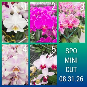 Mini Novelty Phalaenopsis Stems
