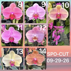 Novelty Phalaenopsis Stems