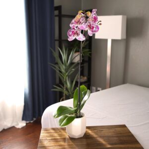 Novelty Phalaenopsis Stems