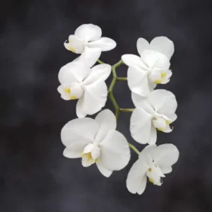 Mini White Phalaenopsis Stems