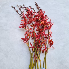 Anne Red Black Stems