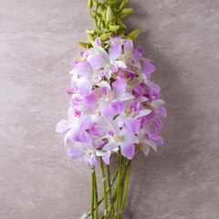 Pink Blush Stems