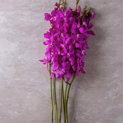 Pink Stems