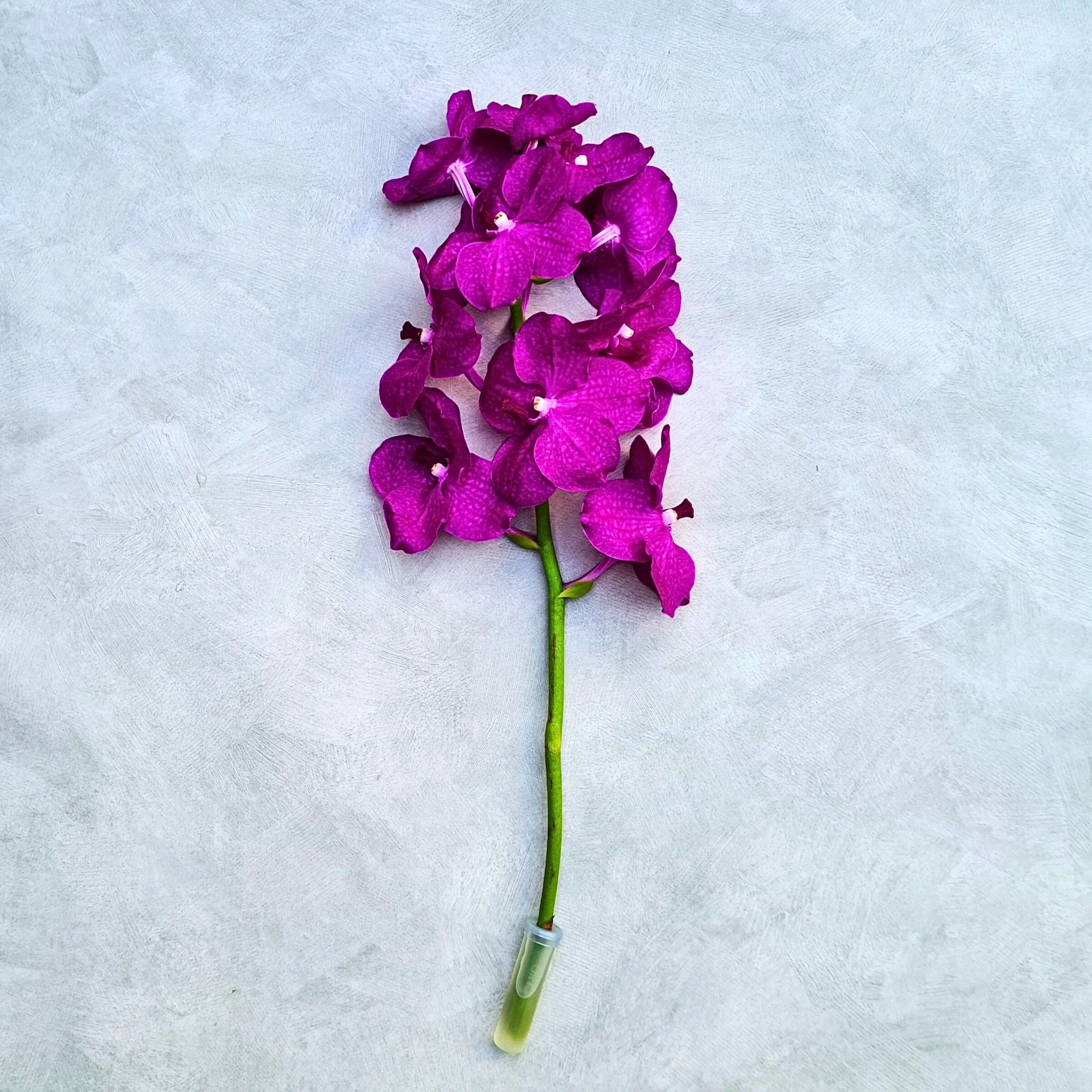 Pink Stems