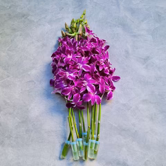 Pink Splash Stems