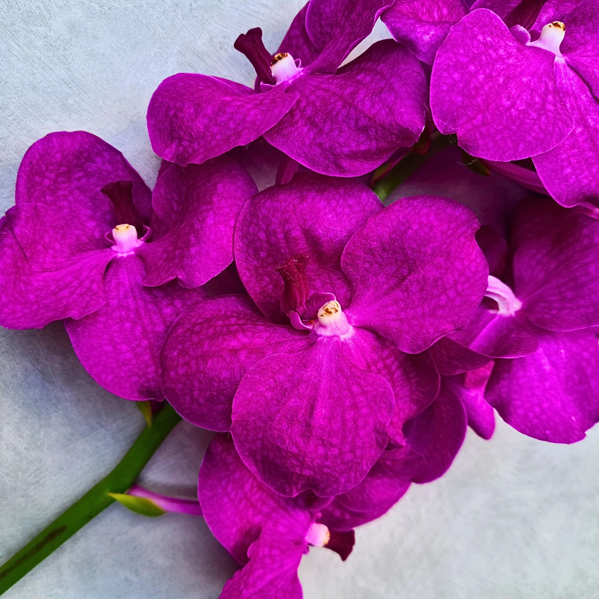 Pink Stems - Image 3