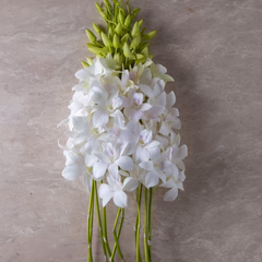 Sonia White Stems